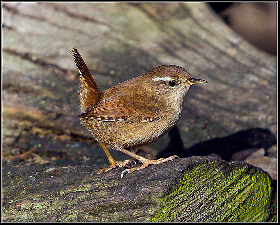Wren, Warwickshire, 19 January 2012