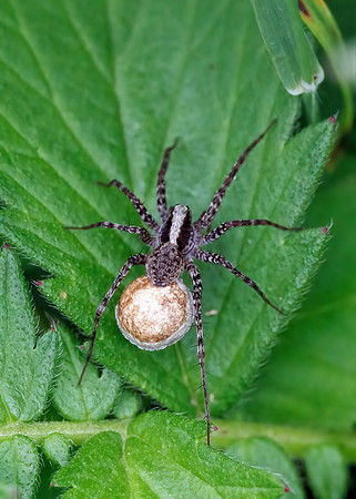 Wolf Spider - Pardosa saltans, Monkwood, July 2022