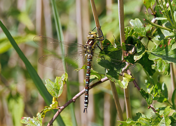Southern Hawker - Aeshna cyanea, Upton Warren, 19 August 2022