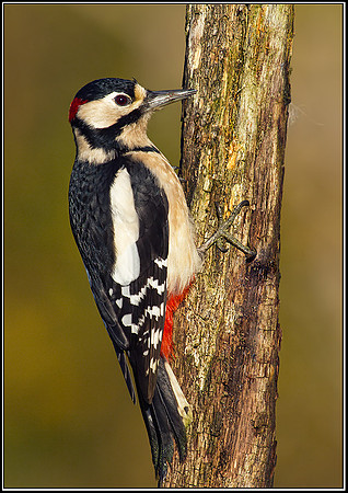 Great Spotted Woodpecker (Dendrocopus major), Bromsgrove, 18 November, 2012