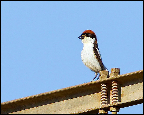 Woodchat Shrike, Mallorca, May 2010