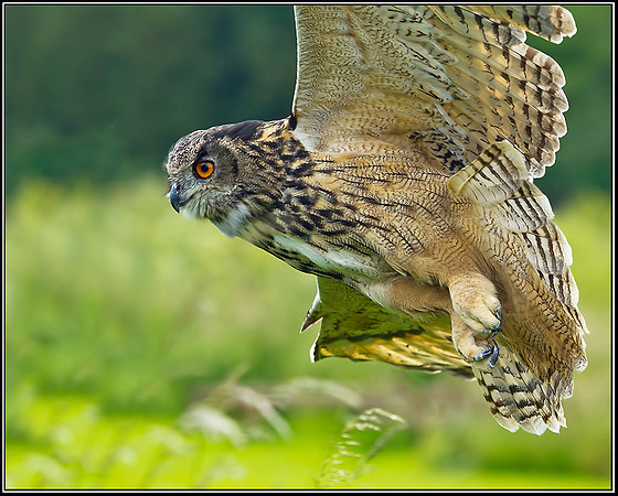 European Eagle Owl (Bubo bubo), Gloucestershire, 29 June 2012