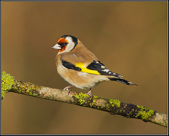 Goldfinch (Carduelis carduelis), Bromsgrove, 23 November 2012