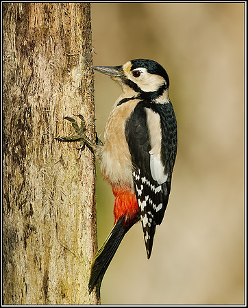 Female Great Spotted Woodpecker (Dendrocopus major), Bromsgrove, 23 November 2012