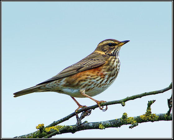 Redwing (Turdus iliacus), Upton Warren, 27 November 2012