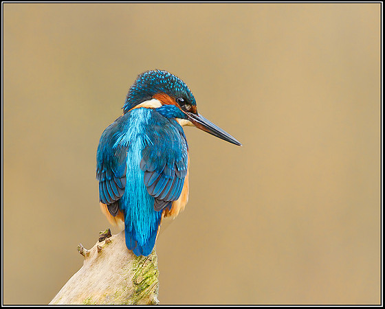Kingfisher (Alcedo atthis), Upton Warren, 27 November 2012