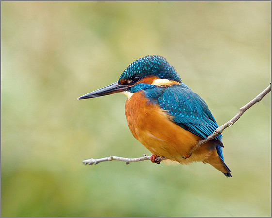 Kingfisher (Alcedo atthis), Upton Warren, 27 November 2012
