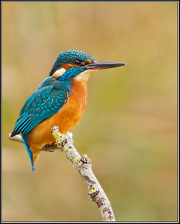 Kingfisher (Alcedo atthis), Upton Warren, 27 November 2012