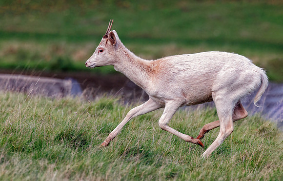Fallow Deer - Dama dama, Warwickshire, November 2022