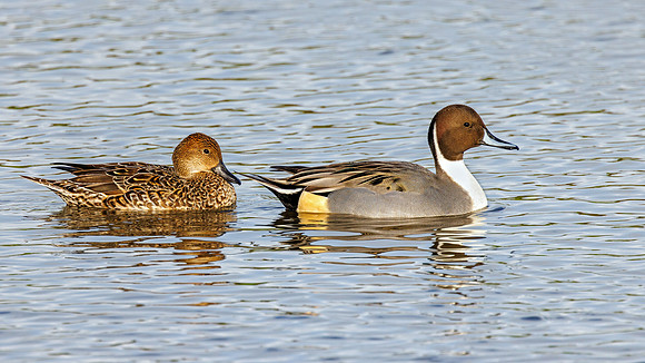 Northern Pintail - Anas acuta, Gloucestershire, November 2022