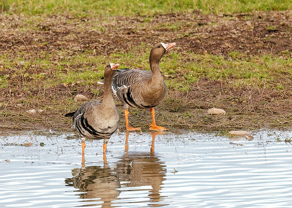Greater White-fronted Geese - Anser albifrons ssp. albifrons