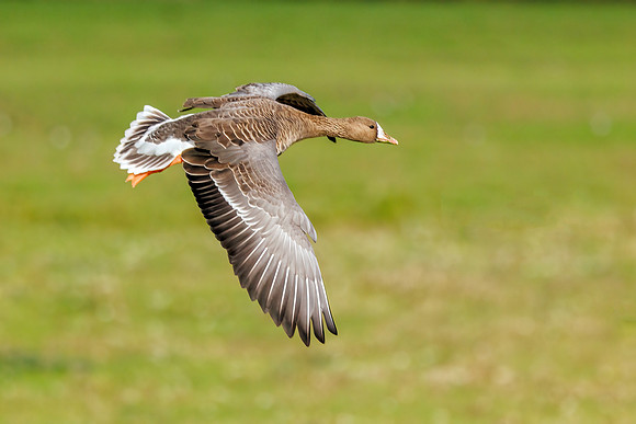 Greater White-fronted Goose - Anser albifrons ssp. albifrons
