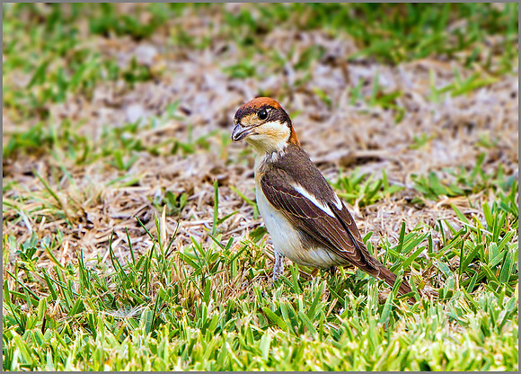 Balearic Woodchat Shrike (Lanius senator badius), Mallorca, May 2015