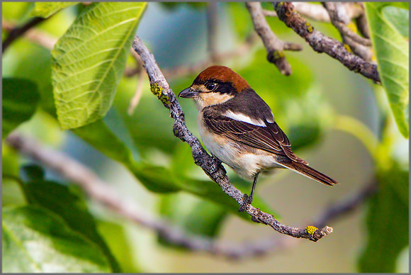 Balearic Woodchat Shrike (Lanius senator badius), Mallorca, May 2015