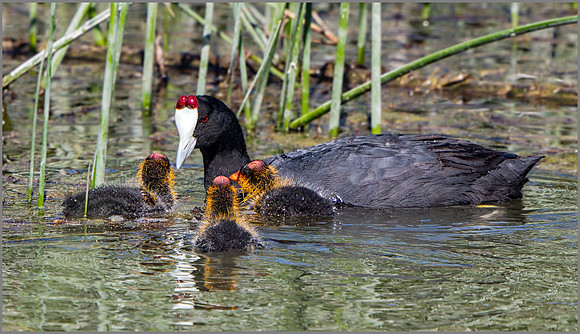 Red-knobbed Coot (Fulica cristata), Mallorca  May 2015