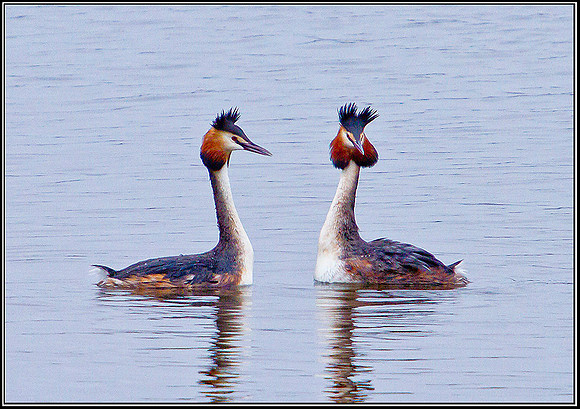 Great Crested Grebes Displaying, Upton Warren Moors, 27 February 2012