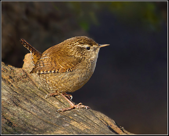 Winter Wren (Troglodytes troglodytes), Warwickshire, 05 December 2012