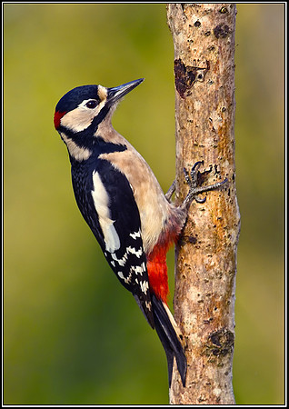 Great Spotted Woodpecker (Dendrocopos major), Bromsgrove, 06 December 2012