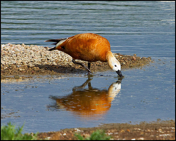 Ruddy Shelduck, Upton Warren Flashes, 30 April 2010
