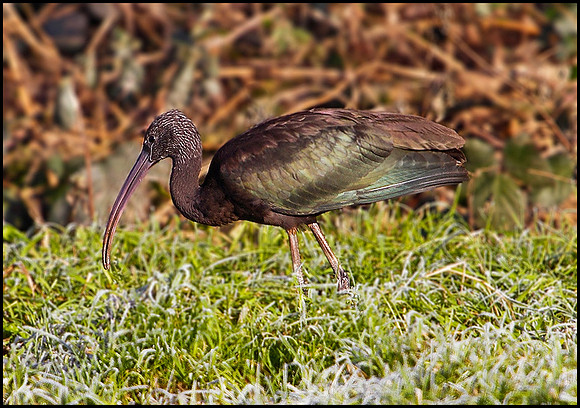 Glossy Ibis, Holt, 04 January 2010