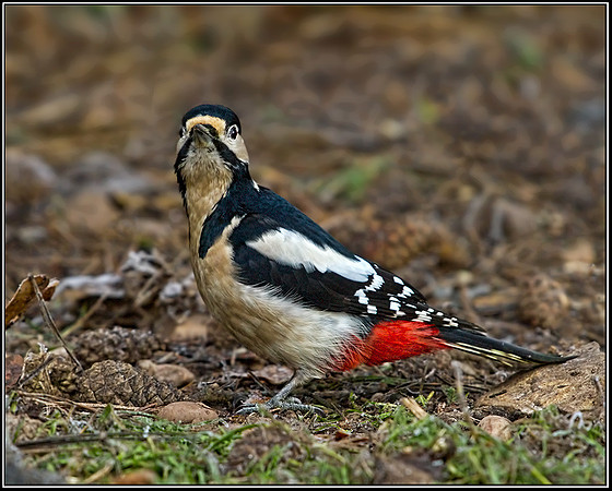Great Spotted Woodpecker (Dendrocopos major), Warwickshire, 12 December 2012