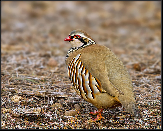 Red-legged Partridge (Alectoris rufa), Warwickshire, 12 December 2012