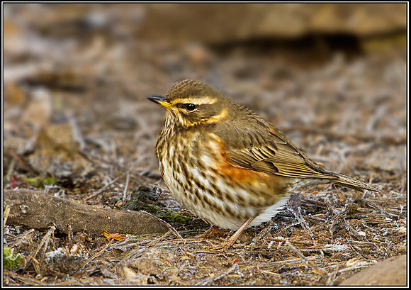 Redwing (Turdus iliacus), Warwickshire, 12 December 2012