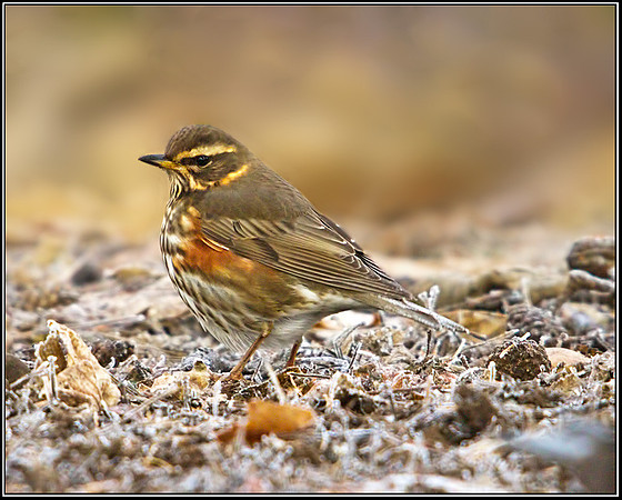 Redwing (Turdus iliacus), Warwickshire, 12 December 2012