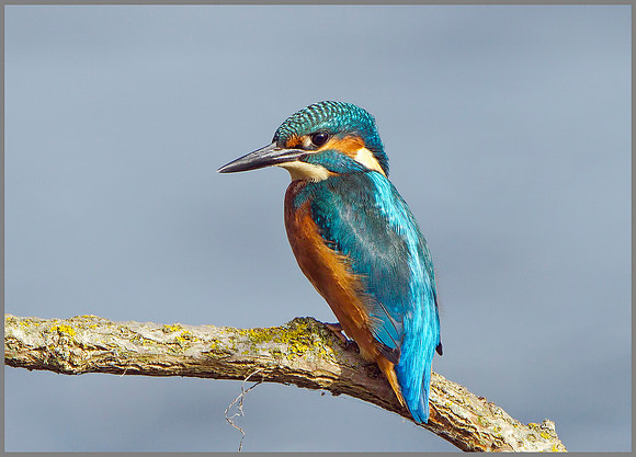 Male Kingfisher (Alcedo atthis), Upton Warren, October 2014