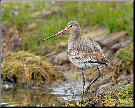Black-tailed Godwit, Norfolk, April 2012