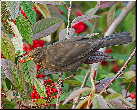 Female Blackbird (Turdus merula), 15 December 2012
