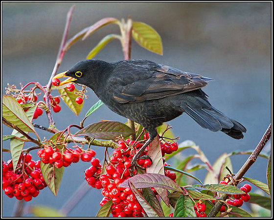 Male Blackbird (Turdus merula), 15 December 2012