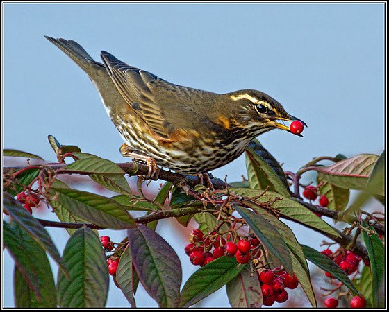 Redwing (Turdus iliacus), 15 December 2012