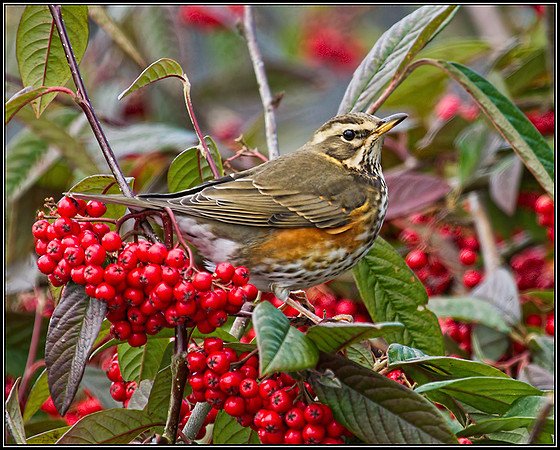 Redwing (Turdus iliacus), 15 December 2012