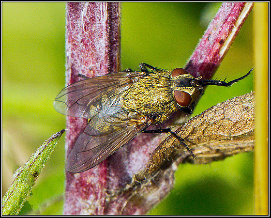 Cluster-fly, Bromsgrove, 19 August 2011