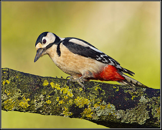 Great Spotted Woodpecker (Dendrocopos major), Bromsgrove, December 2012
