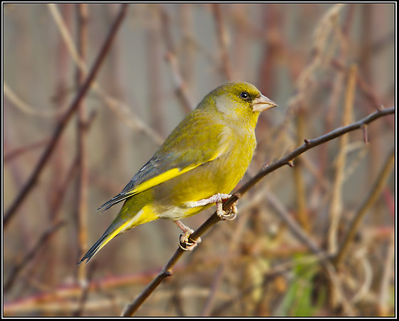 Greenfinch (Chloris chloris), Upton Warren, December 2012