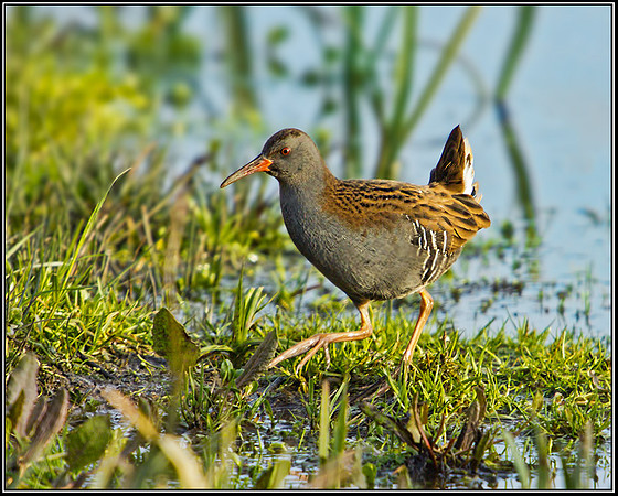 Water Rail (Rallus aquaticus), Upton Warren,18 December 2012