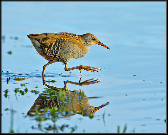 Water Rail (Rallus aquaticus), Upton Warren,18 December 2012