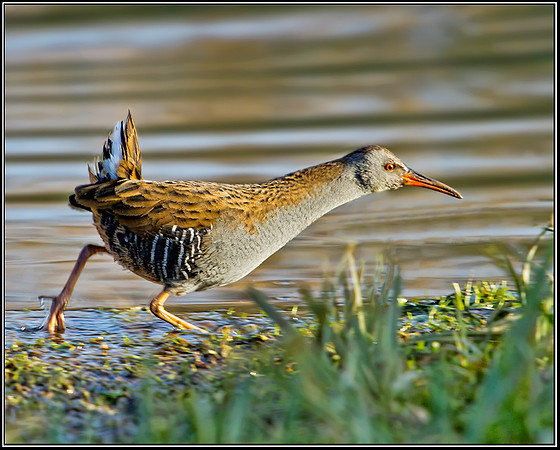 Water Rail (Rallus aquaticus), Upton Warren,18 December 2012