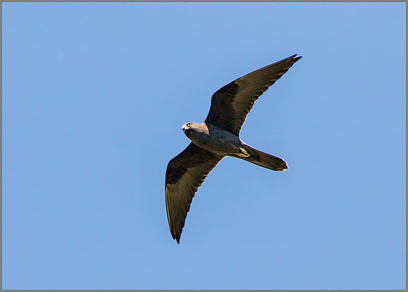 Eleonora's Falcon (Falco eleonorae), Mallorca, May 2015