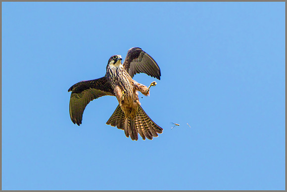 Eleonora's Falcon (Falco eleonorae), Mallorca, May 2015