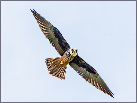 Eleonora's Falcon (Falco eleonorae), Mallorca, May 2015