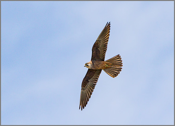 Eleonora's Falcon (Falco eleonorae), Mallorca, May 2015