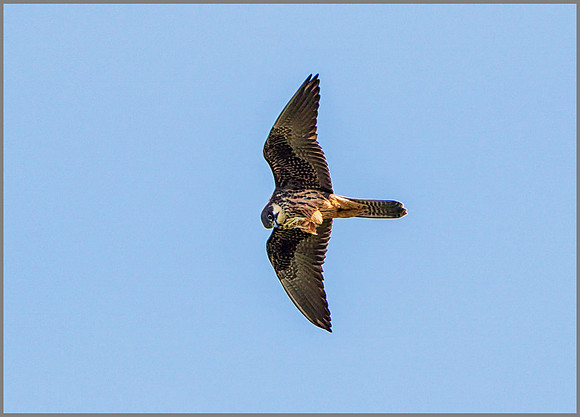 Eleonora's Falcon (Falco eleonorae), Mallorca, May 2015