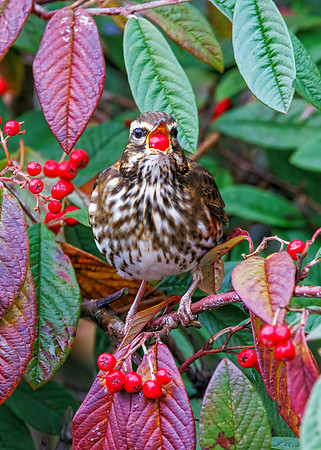 Redwing - Turdus iliacus, Garden, December 2022