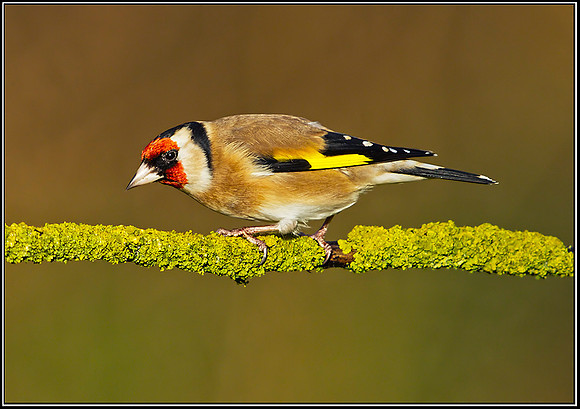 Goldfinch (Carduelis carduelis), Bromsgrove, 21 December 2012