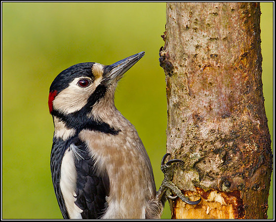 Great Spotted Woodpecker (Dendrocopos major), Bromsgrove, 21 December 2012