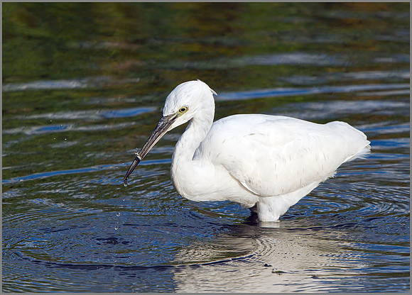 Little Egret (Egretta garzetta), Upton Warren, October 2014