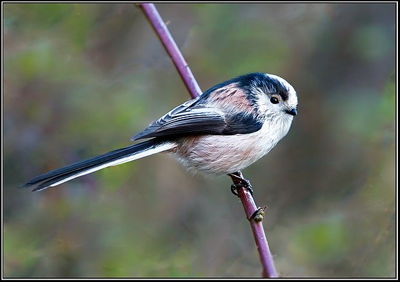 Long-tailed Tit (Aegithalos caudatus), Upton Warren, December 2012